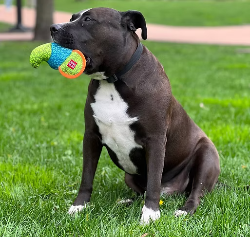 WAUDOG – Fun – Elephant