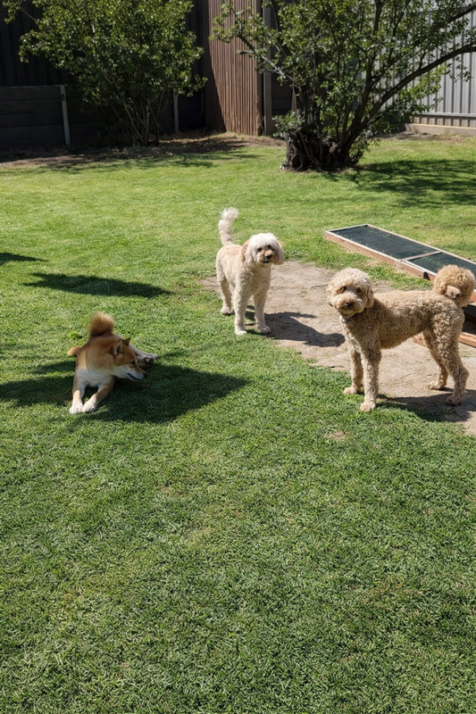 2 cavoodles and 1 shiba uno playing in doglove tranmere daycare