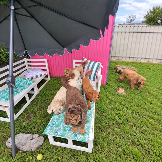 Four small dogs lounging on a day bed under an umbrella at Dog Love daycare Tranmere