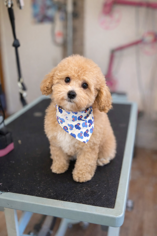 puppy groom at dog love in tranmere adelaide