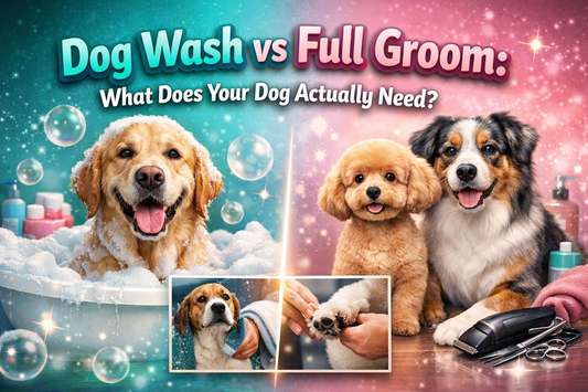 Dog wash vs full groom cover image for Adelaide dog grooming blog