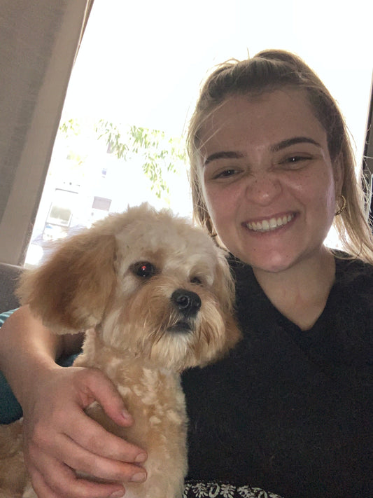 How to Brush a Cavoodle Properly at Home | Dog Love