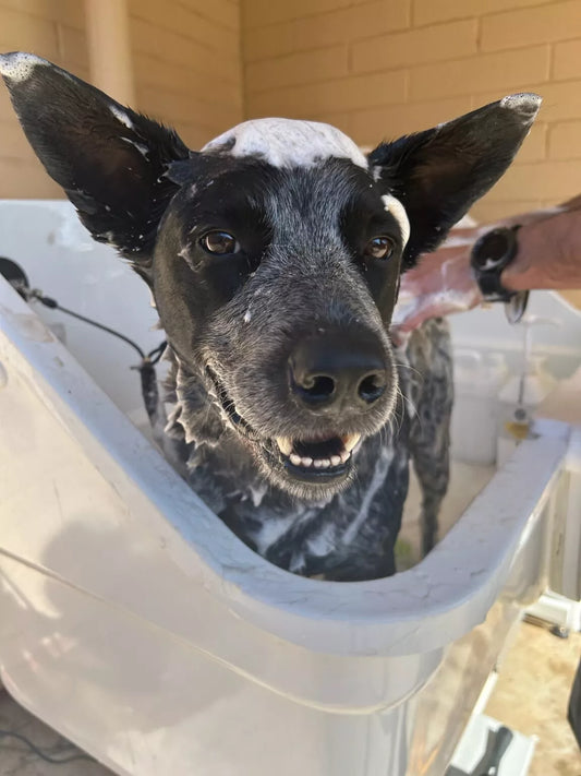 A dog covered in shampoo lather in the bath at Dog Love in Tranmere