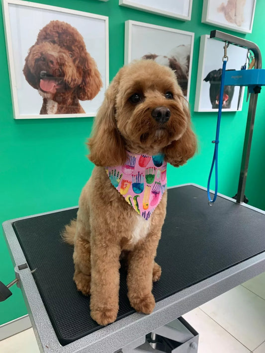 A freshly groomed Cavoodle in a bandana on the grooming table at Dog Love in Tranmere