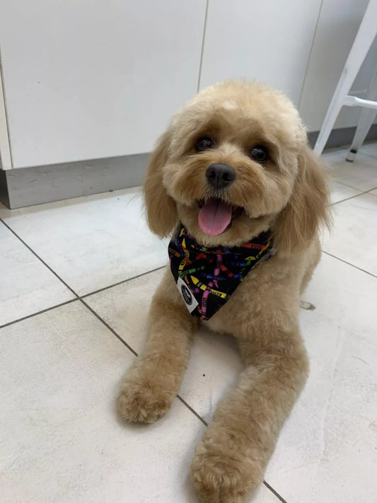 Freshly groomed Cavoodle with a soft fluffy coat at Dog Love in Tranmere, Adelaide