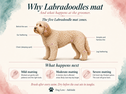 Labradoodle Grooming Guide — Three Sizes, Three Coats