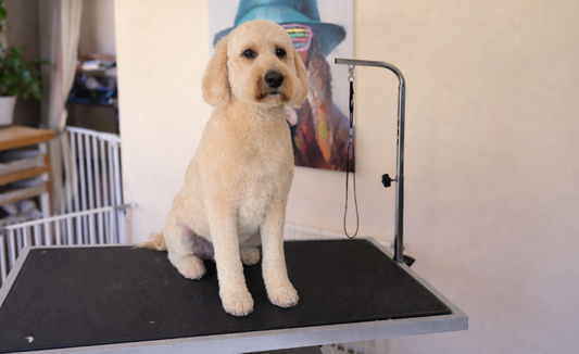 A freshly groomed doodle on the grooming table at Dog Love in Tranmere
