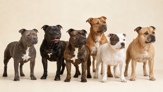 Staffordshire Bull Terrier portrait. The breed's classic muscular build and short single coat photographed in soft studio lighting showing the gentle expression behind the misunderstood reputation
