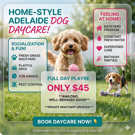Happy dogs playing in a lush green backyard at Dog Love Services daycare in Tranmere, Adelaide.