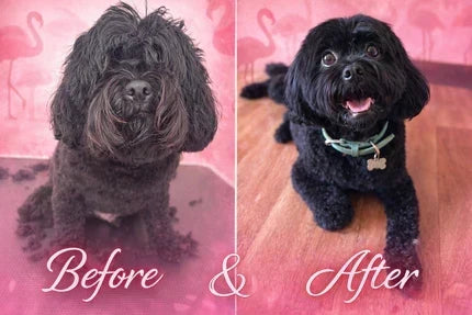 before and after of a groom cavoodle, picture on the left matted cavoode, picture on the right groomed