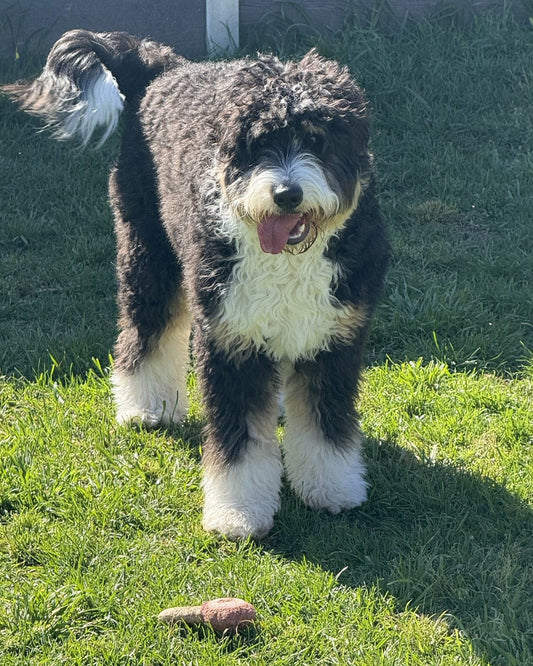A tricolour Bernedoodle with a curly coat standing on the grass, black with white and tan markings