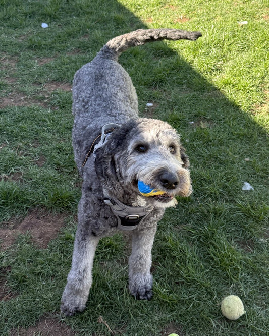 A grey Bordoodle playing fetch on the grass at Dog Love in Tranmere wearing a grey harness