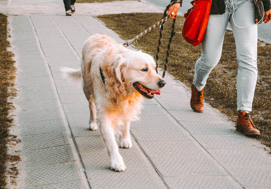 How to Stop a Dog Pulling on the Leash (Training + Gear Guide)