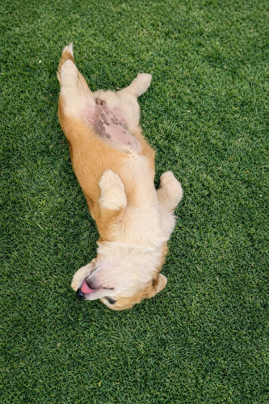 What a Proper Deshed Actually Looks Like — and Why Yours Will Leave Feeling Like a Different Dog
