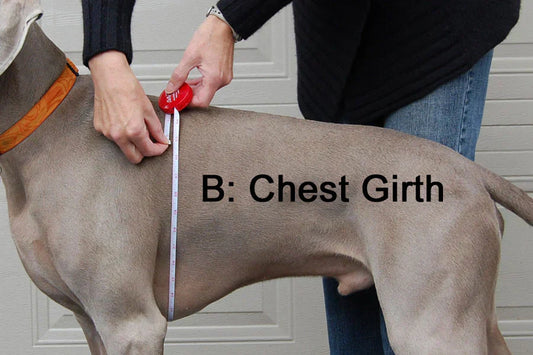 Measuring dog chest girth for harness size