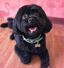 Best Harness for Cavoodles: A Groomer's Guide