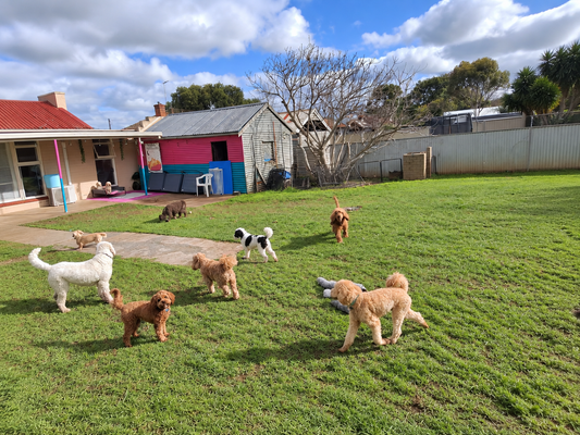 Small and medium dogs playing in the backyard at Dog Love daycare in Tranmere Adelaide