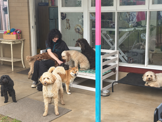 Gabi the daycare supervisor sitting with a group of small dogs at Dog Love daycare Adelaide