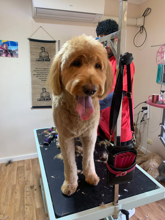 blonde groodle freshly groomed at dog love tranmere