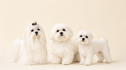 Three Maltese dogs together showing the range of coat lengths in the breed, from full show coat with a single topknot to teddy bear cut to puppy cut, photographed on a soft cream background