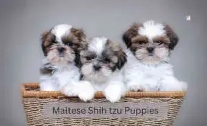 3 maltese shihtzu puppies-dog grooming adelaide