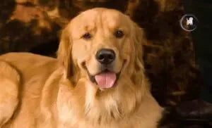 The Golden Retriever, an Australian owner's guide.