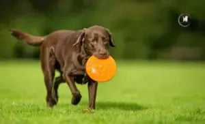 Labrador Retriever | Dog Breed Information