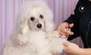 Poodle Grooming Near Me Adelaide: Your Guide to a Happy and Healthy Poodle