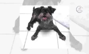 Affenpinscher Dogs | Breeds Characteristics and Care