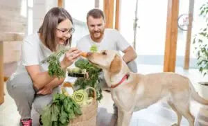 13 Essential Dog Tips Every Pet Owner Should Know
