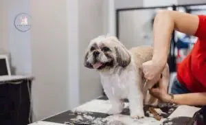Best Dog Grooming in Adelaide | Near Home