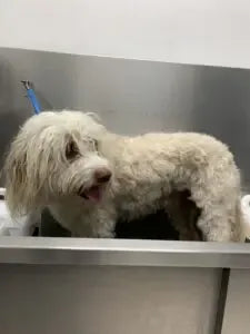 dog in a bath tub at doglove tranmere adelaide