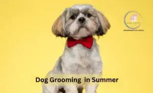 Adelaide Summer Dog Grooming: A Local Groomer's Guide