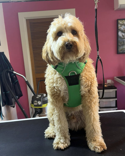 A Labradoodle wearing the Hot Green DogLove Pro No Pull Harness on the grooming table at Dog Love in Tranmere, Adelaide