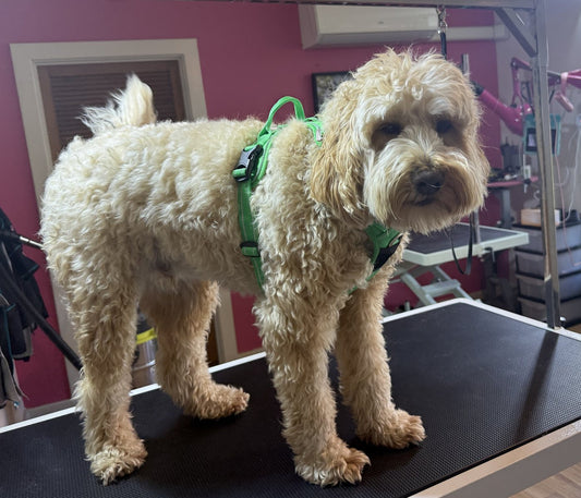 Side view of a Labradoodle on the grooming table at Dog Love in Tranmere wearing the Hot Green DogLove Pro harness, showing the top handle, a side buckle and the strap behind the front legs