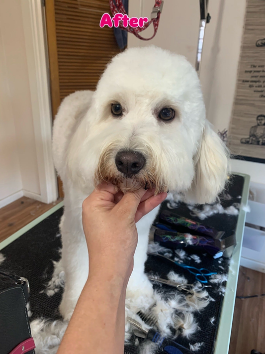 Shihpoo Grooming: The Flat Face, the Eyes and the Coat