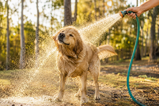 How Often Should You Wash Your Dog?