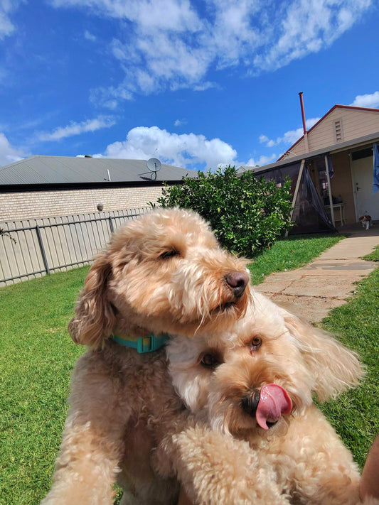 Cavoodle Colors, Coat Types & Generations Explained