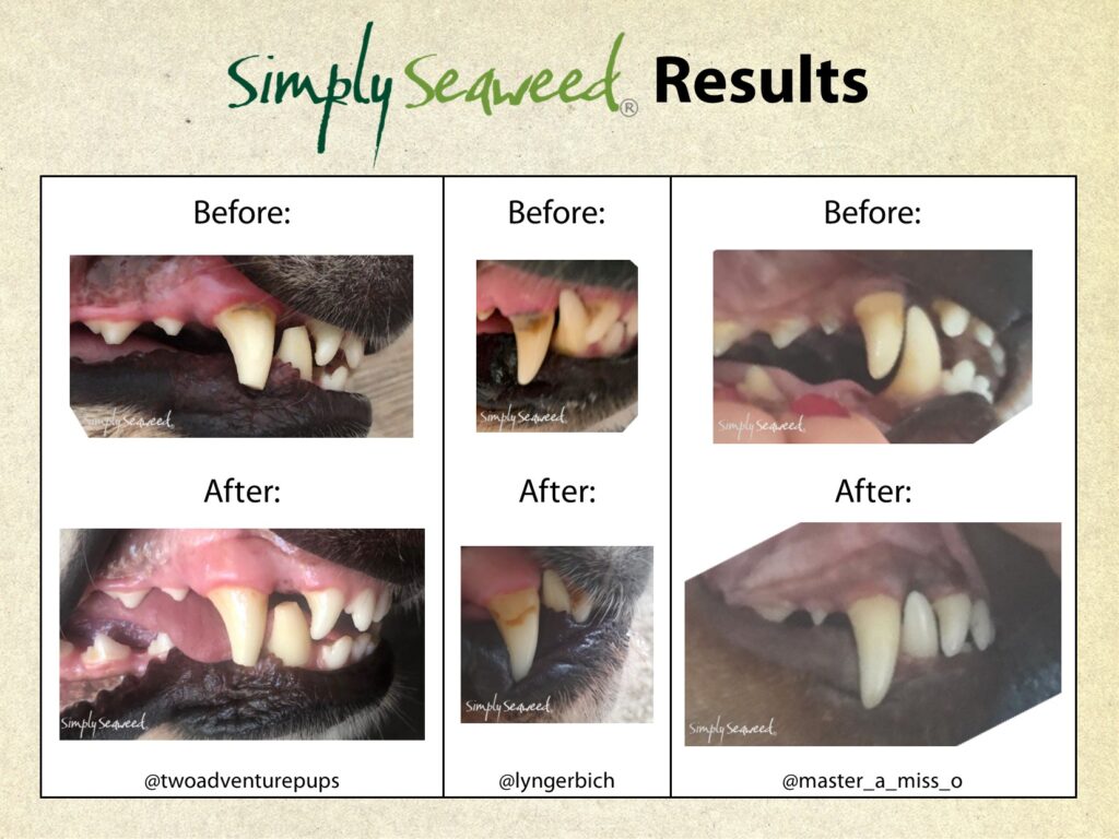 Simply Seaweed – Dental Supplement