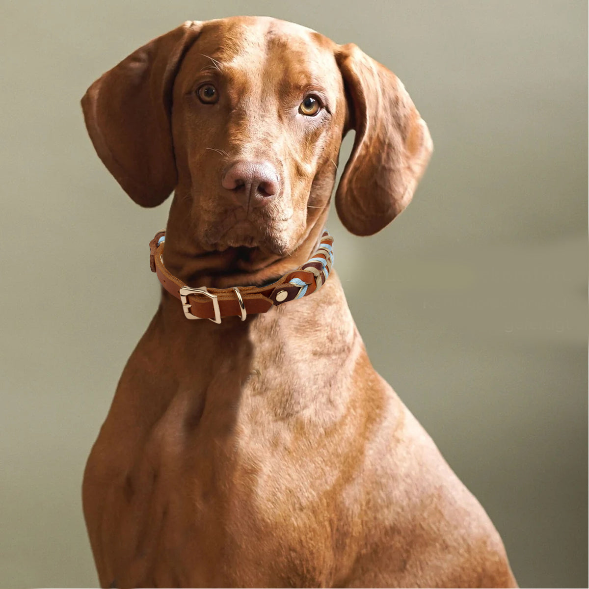 The Heritage Set — Hand-Braided Leather Collar & Lead