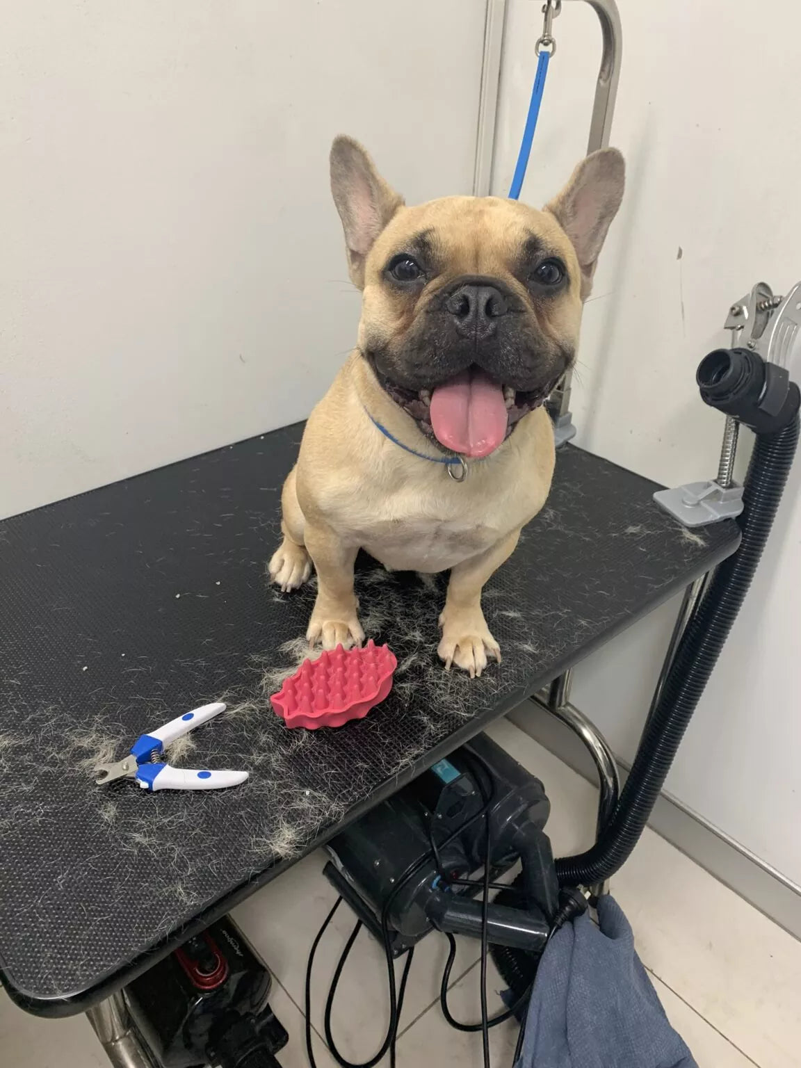 Short coat wash and dry at Dog Love in Tranmere, Adelaide