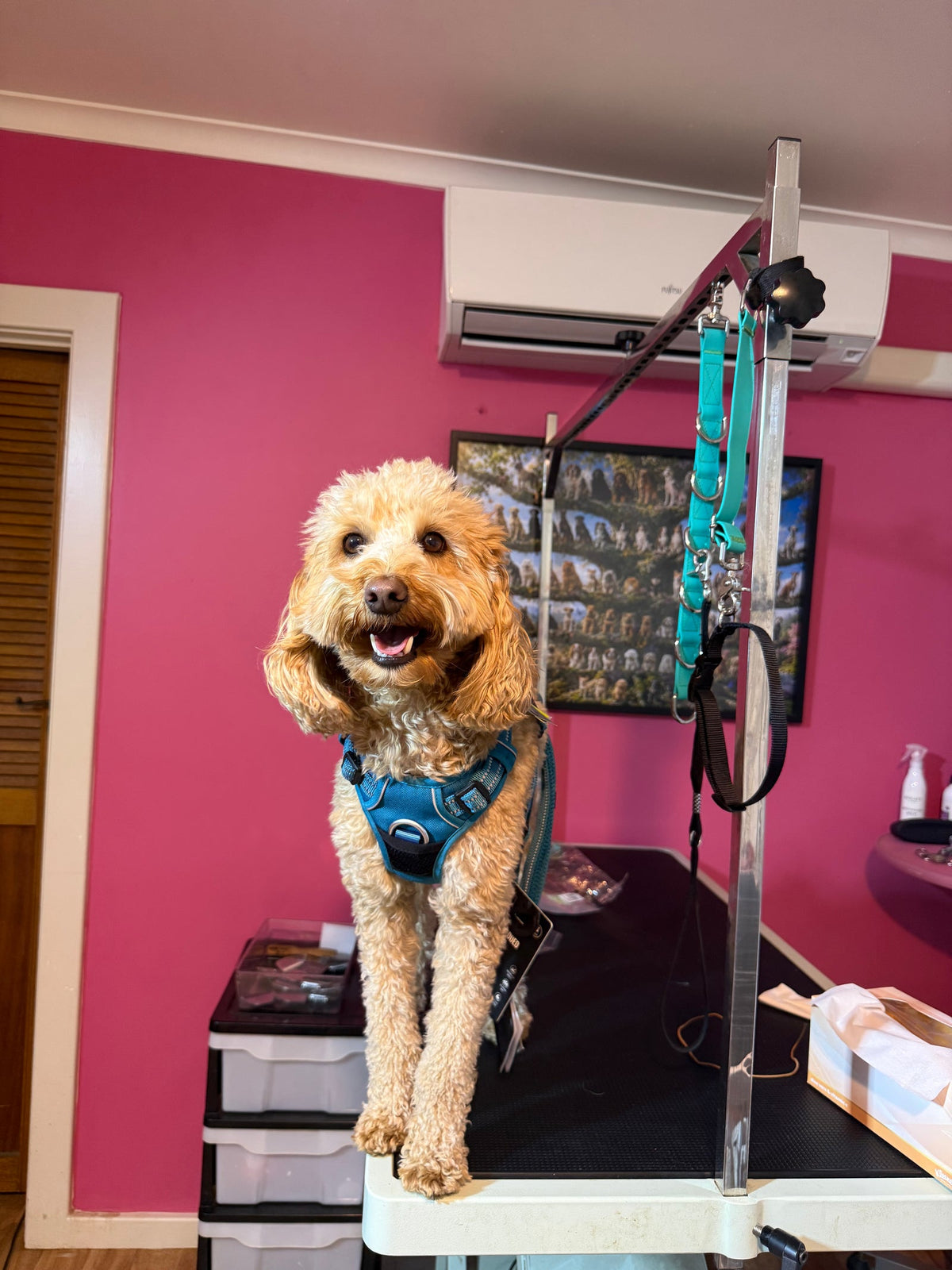 Frankie, a Dog Love salon client, wearing the Teal Dog Love Pro harness on the grooming table