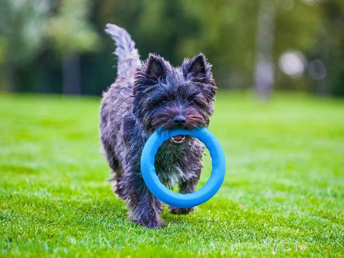 PitchDog – Fetch Ring