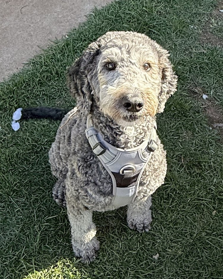 A grey Bordoodle sitting on the grass at Dog Love in Tranmere, Adelaide, wearing the Grey DogLove Pro No Pull Harness, showing the padded chest panel and front clip ring