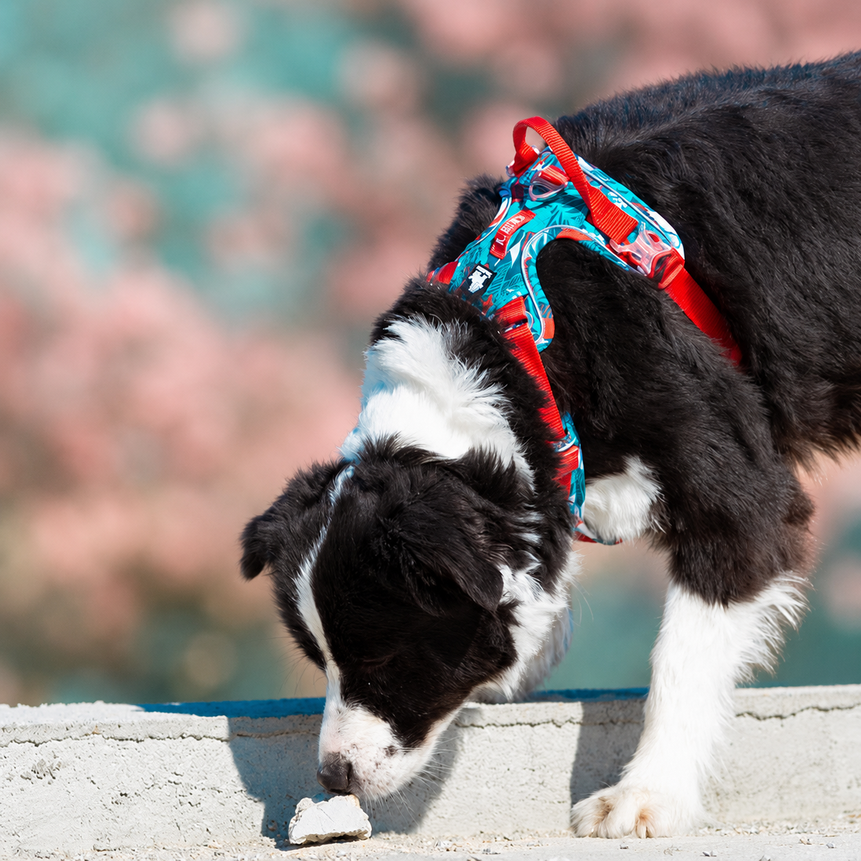 DogLove Pro No-Pull Dog Harness