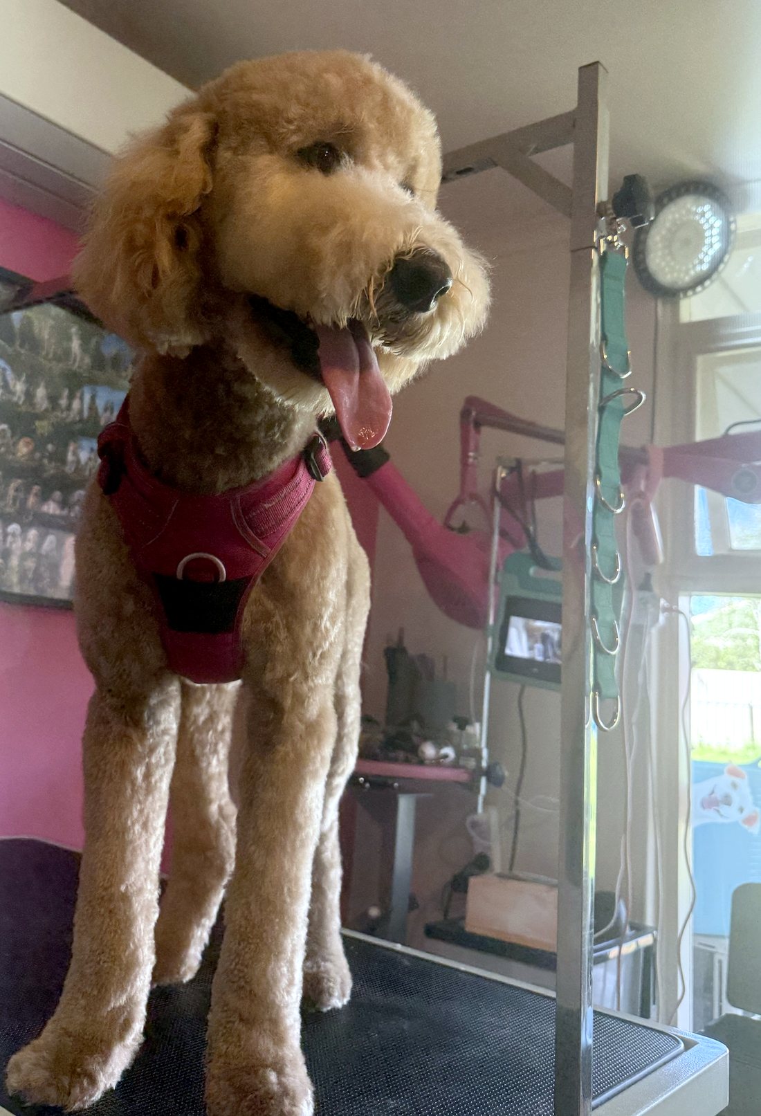 A Groodle wearing the Electric Pink DogLove Pro No Pull Harness on the grooming table at Dog Love in Tranmere, Adelaide, showing the padded chest panel and front clip ring