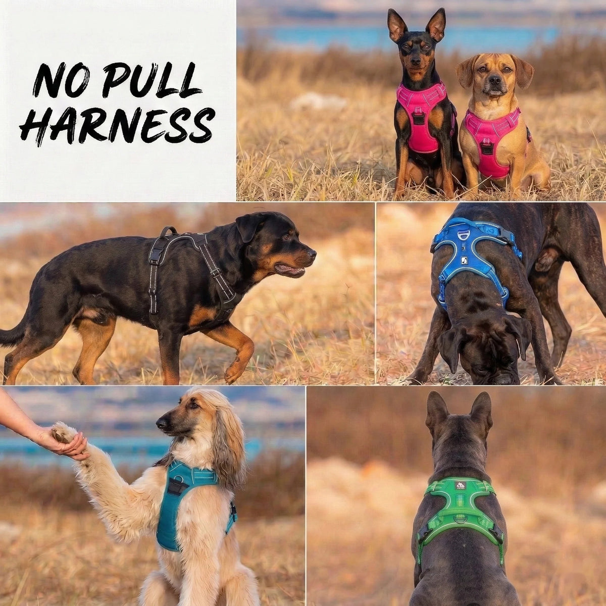 A collage of dog breeds including a Rottweiler, a Boxer and small terriers wearing colourful DogLove Pro No Pull harnesses