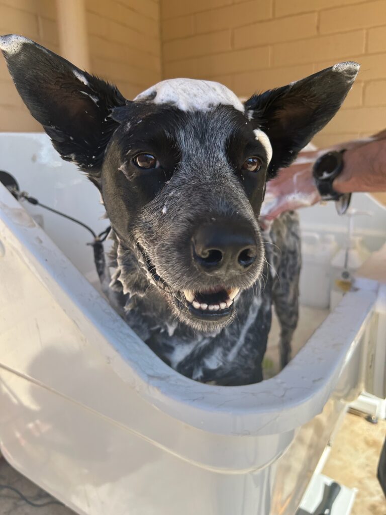 dog wash service tranmere