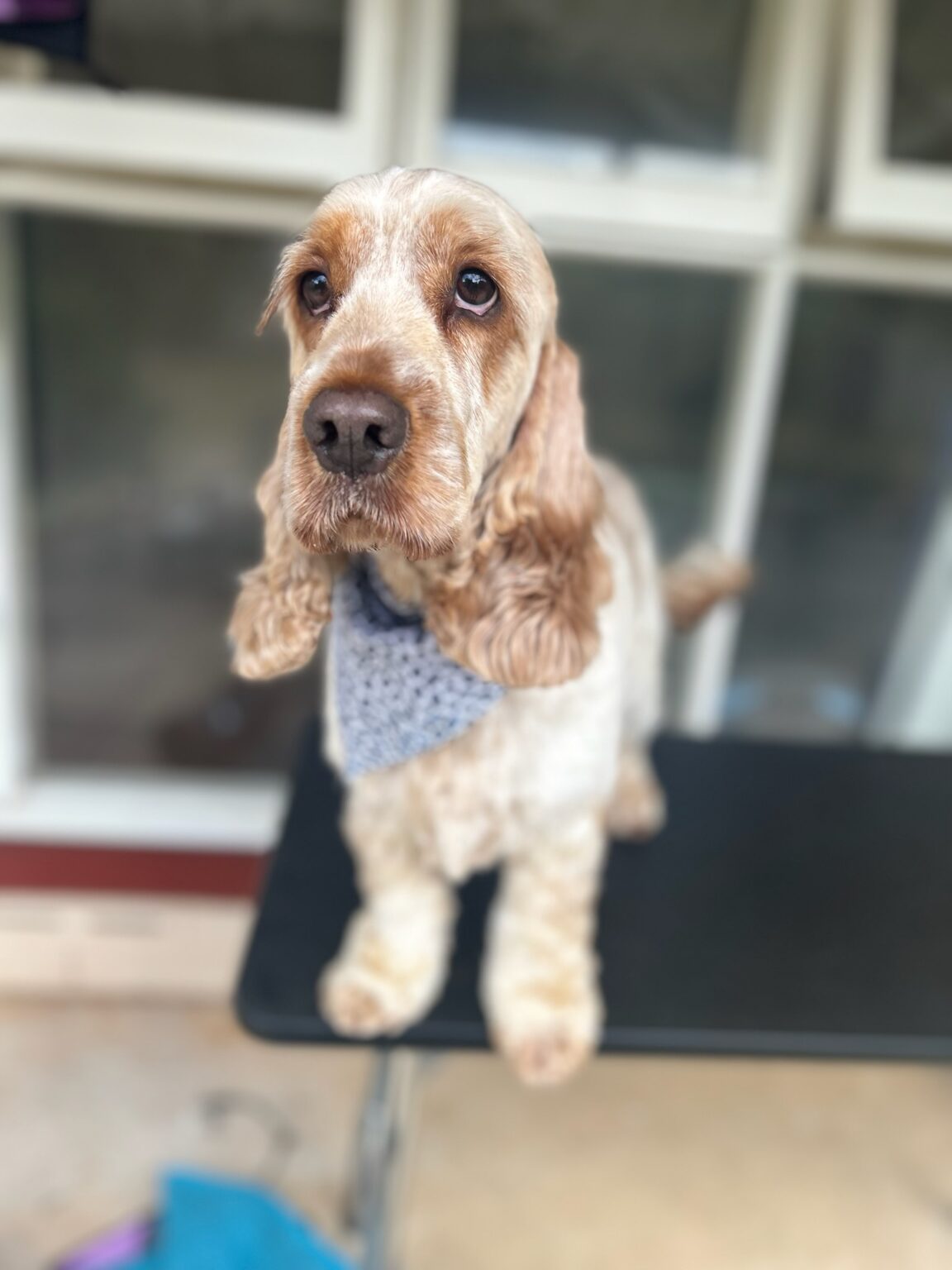 Dog Boarding Service in Tranmere, Adelaide