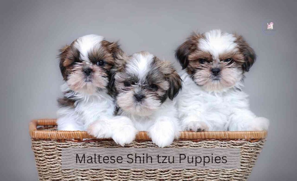 how many puppies can a maltese shih tzu have